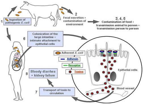 Figure 2: How zoonotic shiga toxin-producing Escherichia coli (STEC) cause bloody diarrhoea and haemolytic uraemic syndrome in humans (www.ecl-lab.ca).