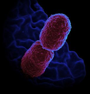 Urgent Threat Carbapenem-Resistant Enterobacteriaceae (CRE) Carbapenems Broad spectrum Antibiotic of last resort Doripenem Ertrapenem Imipenem Meropenem Enterobacteriaceae