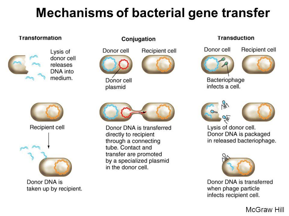 Mechanism of DNA Transfer Conjugation: Main mechanism for spread of resistance