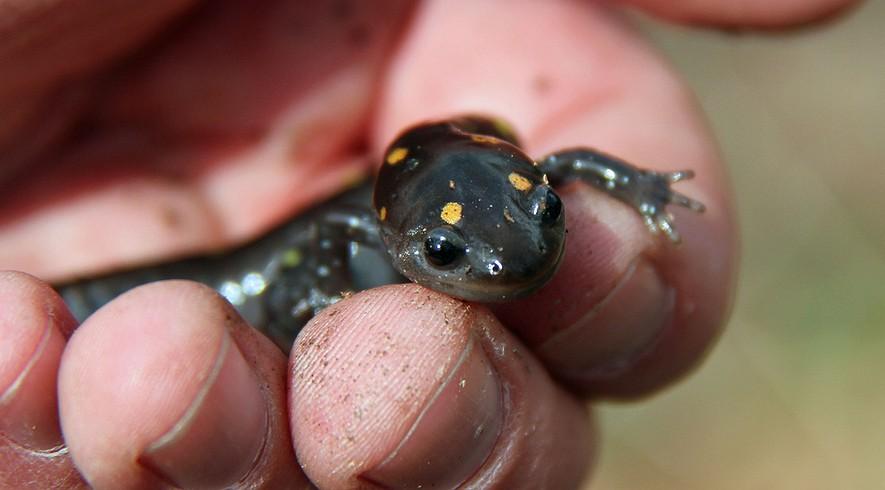 Frogs, toads and other amphibians disappearing faster than thought: study By Baltimore Sun, adapted by Newsela staff on 05.30.13 Word Count 782 A spotted salamander (Ambystoma maculatum).