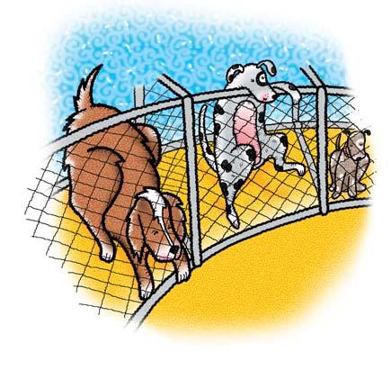 When the dogs saw Dana they became quiet. Many of them raced to the front of their cages to greet her. Stumpy led the pack.