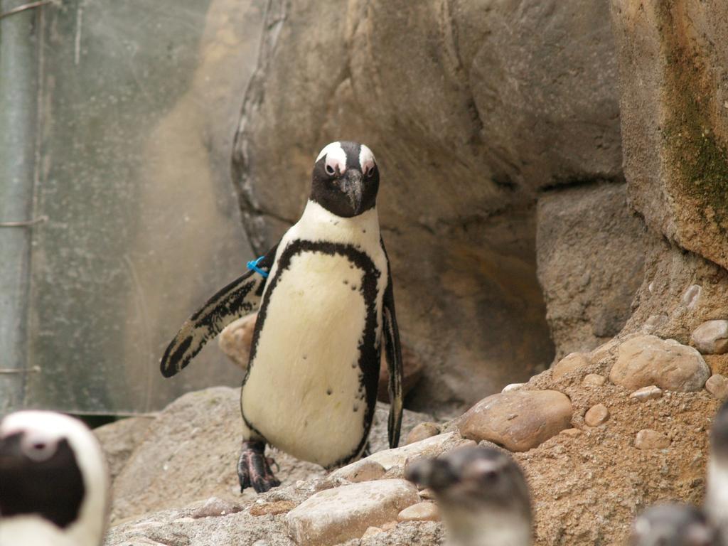 African Penguin Range and Habitat: African penguins live on small islands off the southern and southwestern coast of South Africa. Lifespan: They live 10-11 years in nature and up to 18 in zoos.