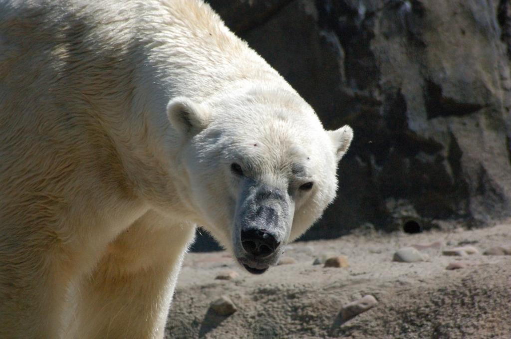 Polar Bear Range and Habitat: Polar bears live in arctic regions of U.S., Canada, Norway, Greenland, and Russia. Lifespan: In nature polar bears live 15-18 years and in zoos 20-24 years.