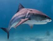 Blue-Bellied has been climbing tiger shark has been crawling You