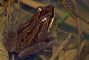 Mountain Chorus Frog (Pseudacris brachyphona) Forested wetlands >1000 m elevation Southern Appalachia Mostly Cumberland Mountains and Plateau Southeastern Chorus Frog (Pseudacris feriarum) Running