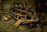 Pickerel frog (Rana palustris) Drawn-out, descending snore, "yeeeeeoooow" Not as deep as R.