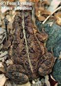 Bufonidae American toad (Bufo americanus) Eggs: 1-2 strings (4,000-12,000 eggs) >10 m length Long, musical trill (constant) SVL = 3