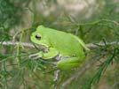 Species of Concern (G5, S5) Barking treefrog (Hyla gratiosa) Steady