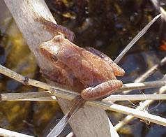 Spring Peeper (Pseudacris crucifer) Clear Distinct Peep Cross bearer SVL = 1 Early (Feb,