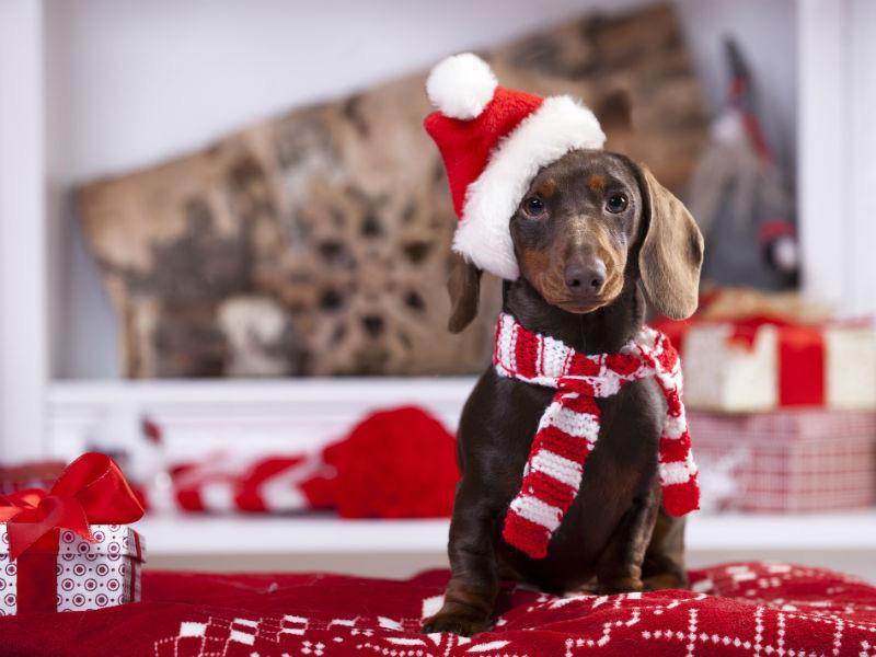 Helpline Trainer Christie Canfield on making your dog a part of the holiday celebrations: Make Homemade Holiday Dog Cookies Cut cookie dough into holiday shapes and give your pets a sweet and safe