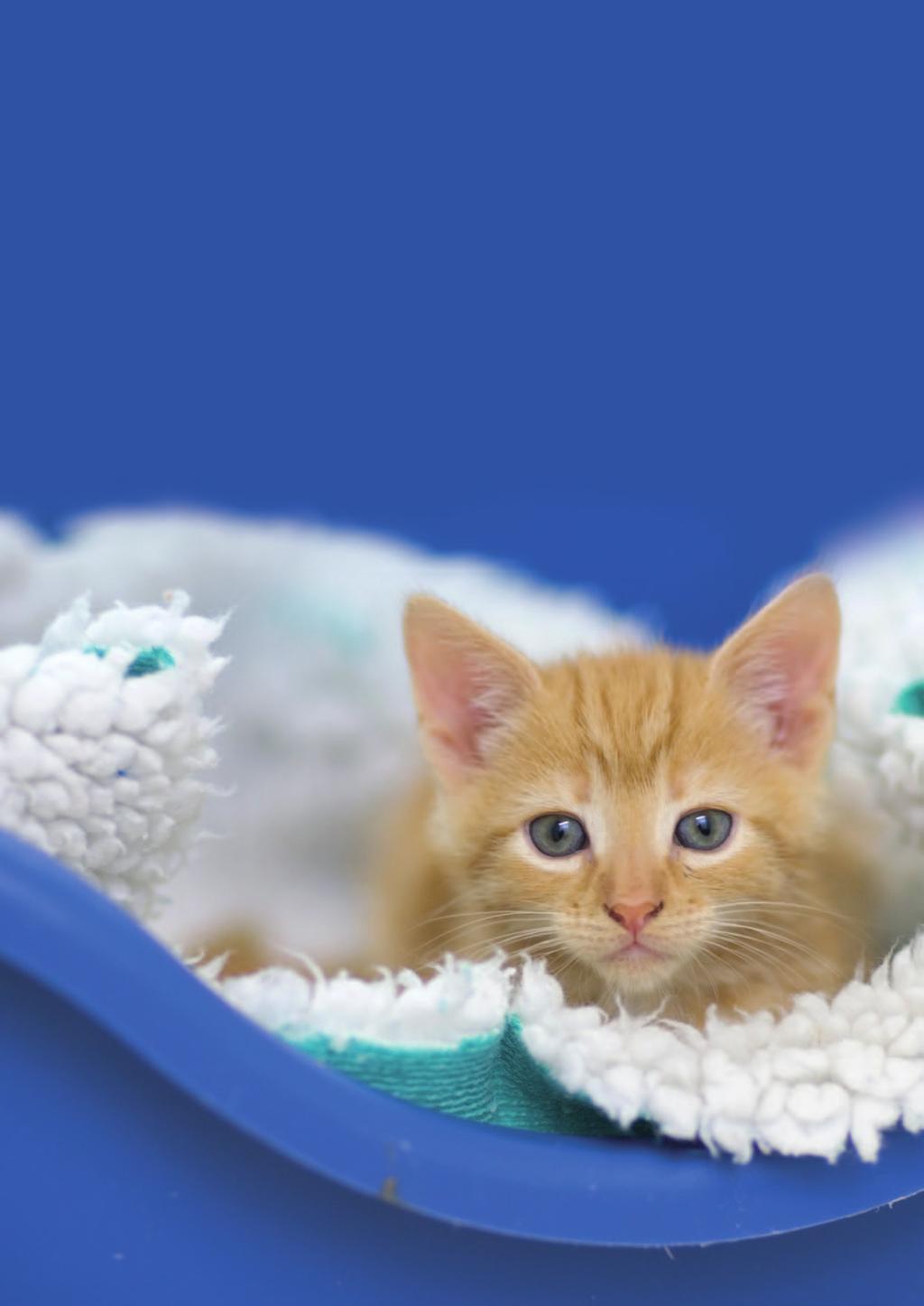 Cat stories with perfect endings! Bumbles was just five weeks old when she was discovered in a plastic bag at Stansted Airport, thought to have been smuggled in from Spain.