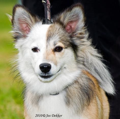 puppy is mature. The dog in photo 7 shows the typical white markings on the head that are peripheral white. Small blaze, part of the muzzle, white chest and collar.