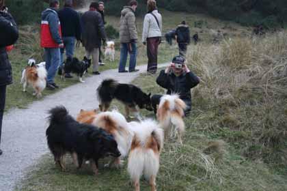 Part two Variety in coat colors Let s keep them! Fortunately many colors are allowed for Icelandic Sheepdogs and in reality we see dogs with many different colors, as the image below shows.