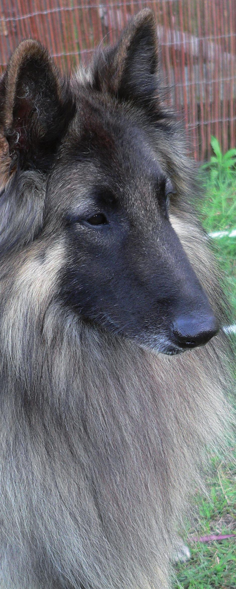 A guide to buying a Belgian Shepherd Dog Dogs Queensland Exclusive Written by Kathryn Winton The sheepdog from Belgium, with official recognition in 1891, pre-dates German Shepherds being an