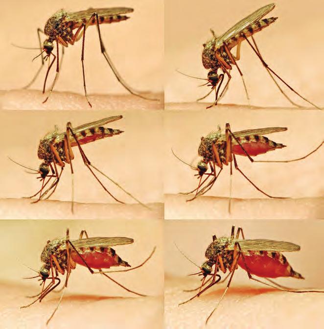 MOSQUITO HABITS Understanding a few of the habits of the mosquito vector helps to think of solutions to their effective control. Mosquitoes breed in still water.
