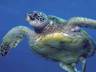 Sea Turtles and Longline Fisheries: Impacts and