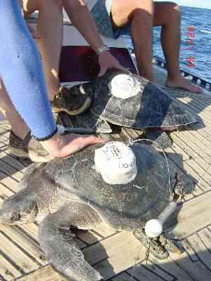 Are turtles mating and knocking tags off?