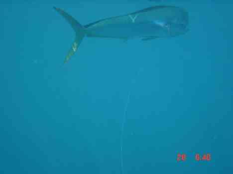 Fishing Experiments on Sea Turtle Bycatch Reduction PRETOMA (CR), NMFS, Papagayo Seafoods (CR), Sea Turtle Restoration
