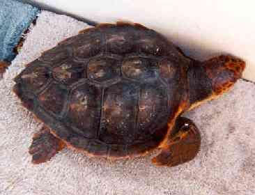 Longline Fishing and Sea Turtle Interactions: Hard-shelled turtles e.g. loggerhead (Caretta caretta) and