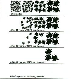 Figure 1 The destruction of a nesting population from overharvesting of eggs Source: Mortimer et al.