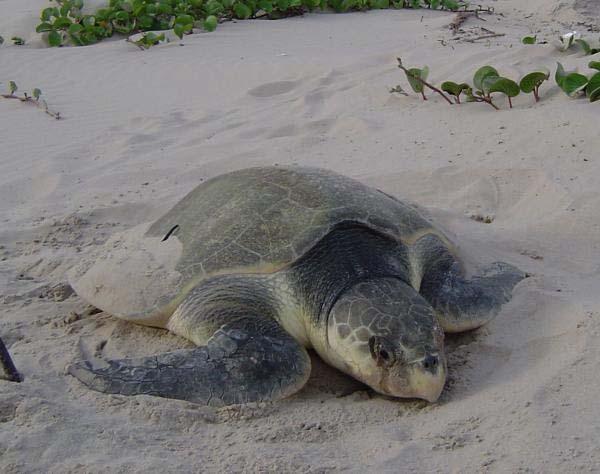 Endangered and Threatened Nearshore Species SEA TURTLES Nesting: between May and October, Nests: several clutches (groups of eggs) each nesting season.