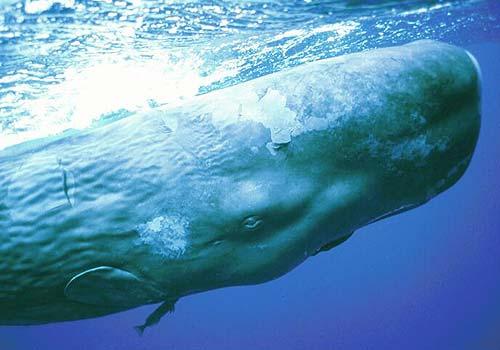 Endangered Offshore Species SPERM WHALE Sperm whales are endangered and found in offshore waters of the Gulf of Mexico (>200m).