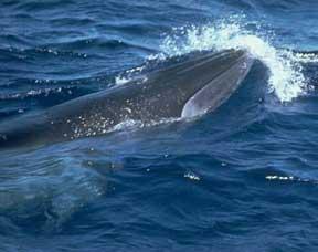 Common Offshore Species WHALES Cuvier s beaked whales are cryptic and rarely seen at the surface, which is why their population status is unknown.