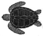 Neritic Juveniles Foraging Grounds Oceanic Juveniles Adults Hatchlings Mating Grounds Nesting Grounds Figure 1: Generalized life cycle of sea turtles.