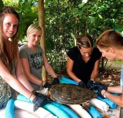 Volunteers are asked to help with: Water changing Tank cleaning Restraining and carrying sea turtles Monitoring patients progress Helping with removal of barnacles and other parasites Measuring and