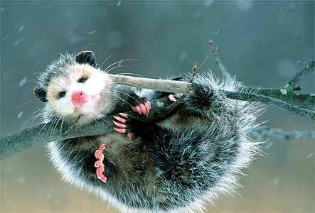 opossums, sugar gliders Bear