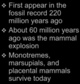 Monotremes, marsupials, and placental