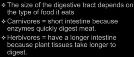 intestine because enzymes quickly digest meat.