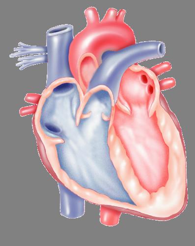 Left side receives oxygen-rich blood from the lungs and pumps it to the rest of the body.