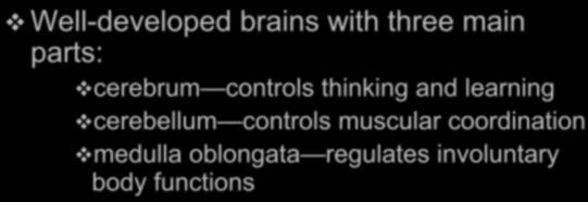 parts: cerebrum controls thinking and learning cerebellum controls muscular coordination