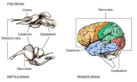 Lateral view of the brain in fishes, reptiles, and primates