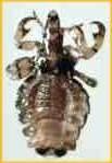 External parasites -Importance varies due to differences in climate