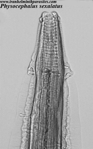 Physocephalus sexalatus Intermediate hosts: Coprophagous beetle Predilection site: Stomach Morphology Size:6-22mm long
