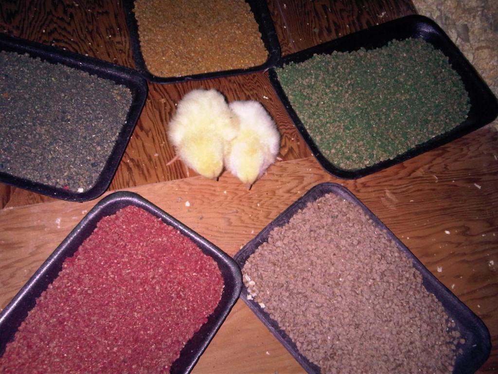 Figure 5-1. Photo of Chicks on Day 1 Showing Experimental Set-up.