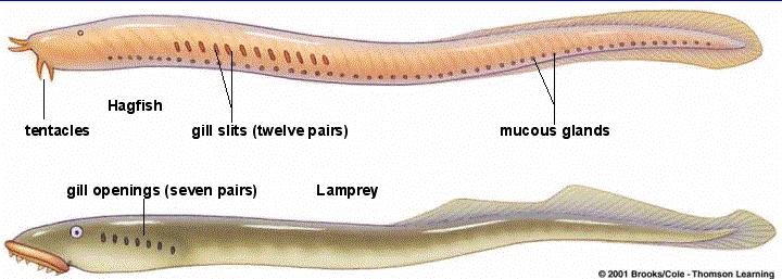 Jawless Fishes Traits of jawless fishes: No true teeth or jaws.