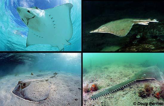 Skates and rays Cartilage Fishes Have flat bodies and live on the ocean