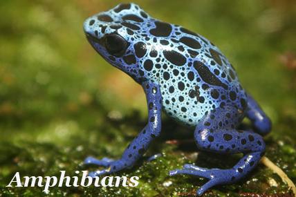 Amphibians An amphibian is a vertebrate that lives part of its life in water and another part on land.
