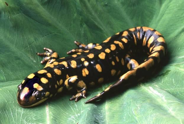 Salamanders Traits of
