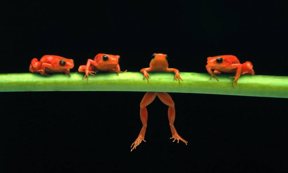 Frogs and Toads Traits of frogs and