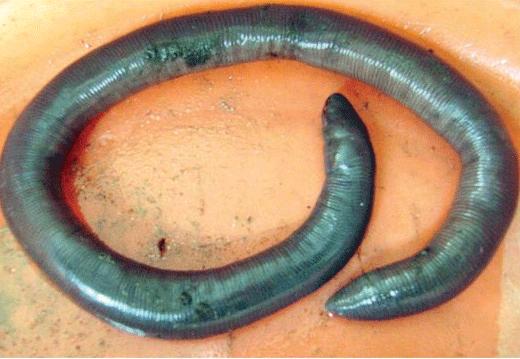 Caecilians Live in water or