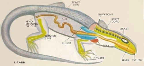 Respiration Reptiles Reptiles have well-developed lungs for breathing air