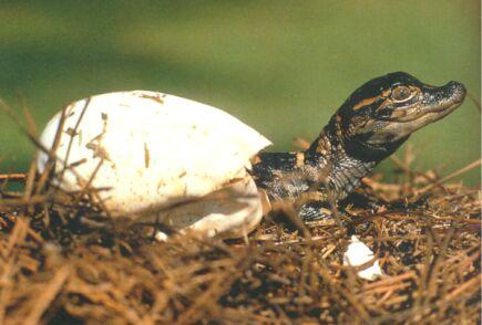 Reproduction Reptiles All reptiles reproduce by internal fertilization.
