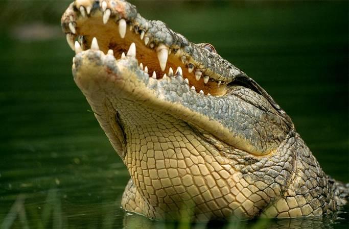 Crocodilians Include crocodiles,