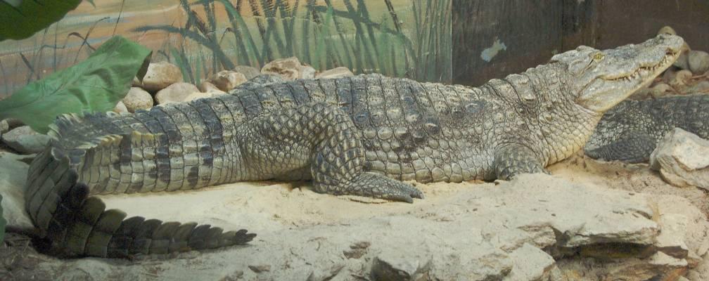 Traits of crocodilians: Long, broad
