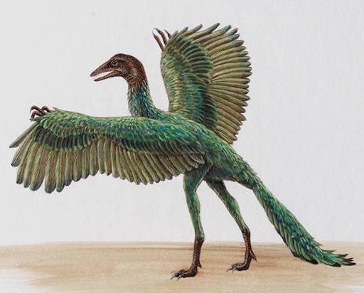 The oldest fossil of a bird-like animal is