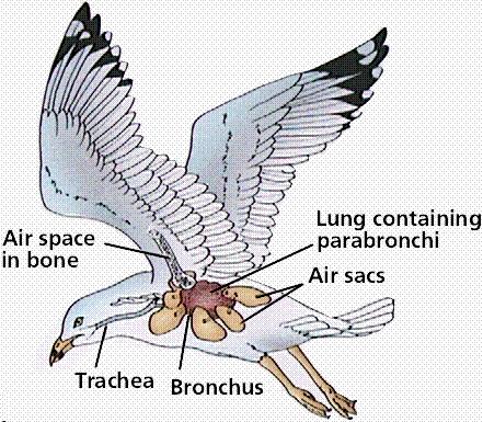 Respiration Birds Birds have well-developed lungs and a complex system of tubes and air